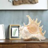 Large White Murex Ramosus Natural Conch Seashell Rare Real Aquarium