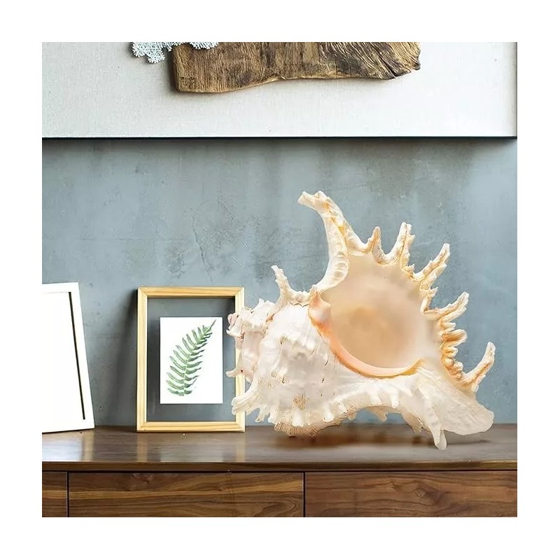Large White Murex Ramosus Natural Conch Seashell Rare Real Aquarium
