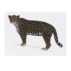 'Jaguar Stare' Temporary Tattoo - Water Resistant, Skin-Safe, Non-Toxic Transfer (TO00084977)