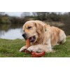 Bamboodles Salmon Chew Toy - for puppies and non aggressive
