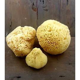Premium Sea Sponges for Face + Body (Body (medium wool))
