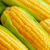 25 Golden Bantam Corn Seeds for Planting Non GMO Heirloom