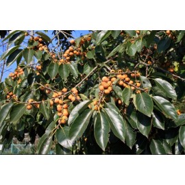 D'Arbonne Special 40+ American Native Persimmon Tree Seeds - Diospyros Virginiana #12
