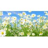 Rare Flower Seeds Anthemis nobilis 1000+ Chamomile Flowering Herb Seeds
