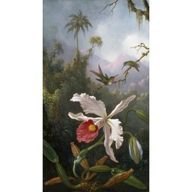WONDERFULITEMS Two Hummingbirds Above a White Orchid Birds Flower Forest Painting by Martin Johnson Heade 16" X 30" Image Size Print Repro on Matte Paper