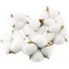 Tag 테그 코튼 볼 20PCS 천연 흰색 건조 포드로 농가