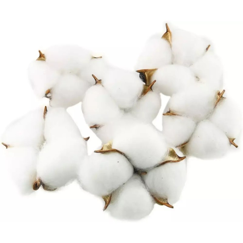 Tag 테그 코튼 볼 20PCS 천연 흰색 건조 포드로 농가