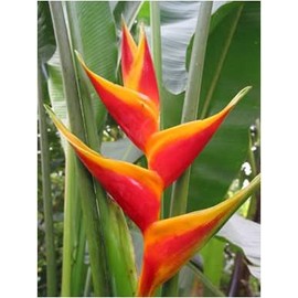 Exotica Tropicals Professional Nursery Grade Heliconia Fertilizer 4 LB 6 Month Slow Release Bird of Paradise Plant Food