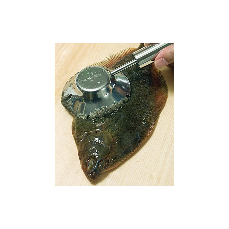 18 – 8 with Scales and 銀鱗