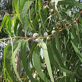 Palm Beach Medicinal Herbs - Eucalyptus (Eucalyptus globulus) - Packet of 20 Seeds