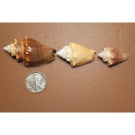 60pc, Natural Strombus Pugilis Fighting Conch Seashells, 2-3/4 x 3-1/2 inches, Craft Collection, Brown and Cream, Shell Art, Sailors Valentines, Beach Decor, SS-13