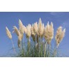 Pampas Grass | Cortaderia Selloana | 3 Live Plants |