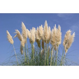 Pampas Grass | Cortaderia Selloana | 3 Live Plants | Flowering Ornamental Foliage