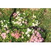 Royal Gardineer Garden Hoses: Flat Pearl Hose, Quick Connect Couplings,