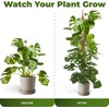 48'' Moss Pole - Monstera Plant Support - Bendable Plant