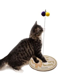 (I'm a scary beast) Knookist Cat Toy, Cat Play, Japanese Instruction Manual (English Language Not Guaranteed)