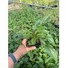 Daylily Nursery 3 Sombrero Salsa Red Cone Flower/Echinacea in 4