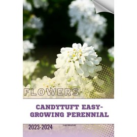 Candytuft Easy-Growing Perennial: Become flowers expert