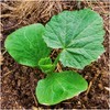 Seed Needs, Baby Boo Pumpkin Seeds - 50 Heirloom Seeds