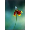 Mexican Hat Nice Garden Flower by Seed Kingdom (2,500 Seeds)