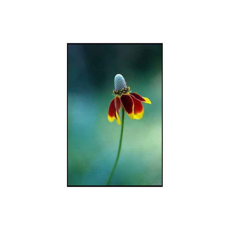 Mexican Hat Nice Garden Flower by Seed Kingdom (2,500 Seeds)