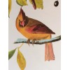 Northern Cardinal or Cardinal Grosbeak Audubon Print 15" x 11.5"