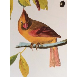 Northern Cardinal or Cardinal Grosbeak Audubon Print 15" x 11.5" Lithograph 395