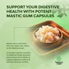 High Strength Mastic Gum Capsules - Herbal Digestion Supplement Providing