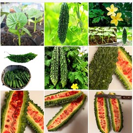 Kho Qua an Do Gourd Bitter Melon Dark Jade 5 Seeds for Planting, Hybrid Non-GMO, Asian Vegetable, Green Skin Bitter Melon, Momordica Charantia, Garden Seed, High Fiber & Nutrition