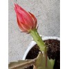 Joyful Blooms Rare Orchid Cactus Red German Empress Epiphyllum Fresh