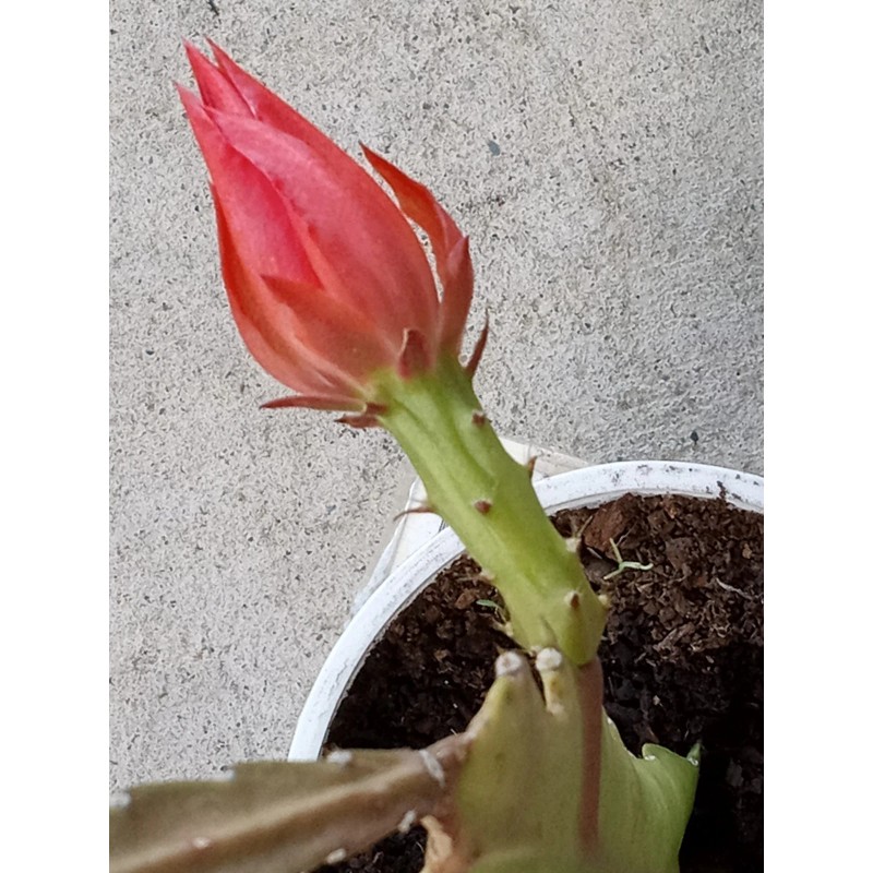 Joyful Blooms Rare Orchid Cactus Red German Empress Epiphyllum Fresh
