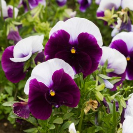 Outsidepride Purple & White Bicolor Beaconsfield Viola Pansy Seeds for Planting - 2,000 Pcs. Cold-Hardy & Pollinator Friendly Flowers with Fragrant Blooms for Garden Beds, Borders & Container Displays