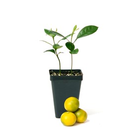 Calamondin Orange Tree - Pot of 2 Starter Plant. Citrus mitis. 3" - 5"