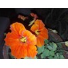 20pcs Mixed Nasturtium Flower Seeds Beautiful Flower Bonsai Decor