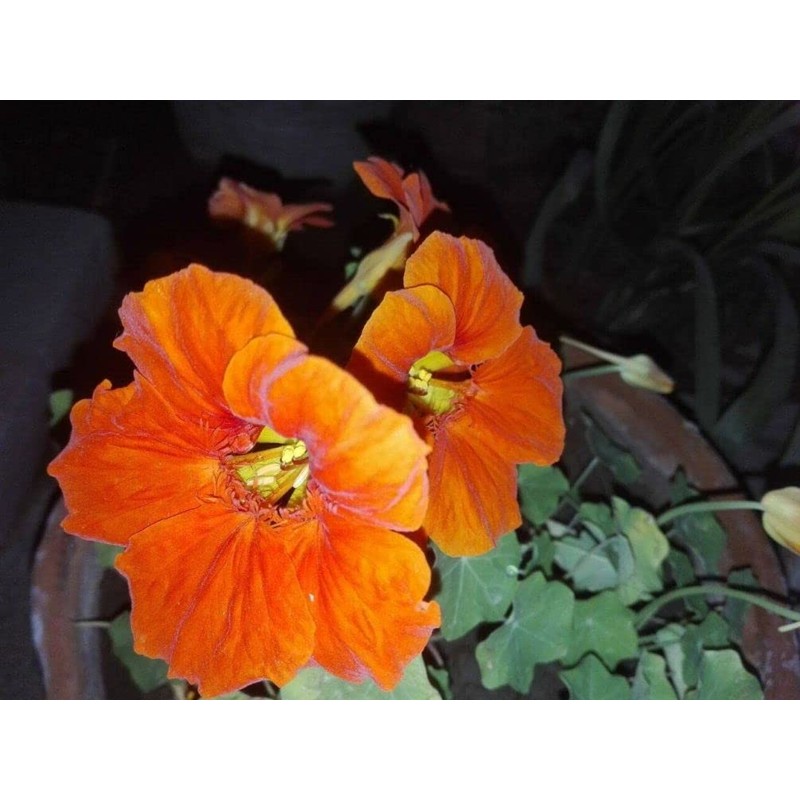 20pcs Mixed Nasturtium Flower Seeds Beautiful Flower Bonsai Decor