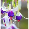 Mixed 100 Seeds Fuchsia Flower Seeds Perennial Home Bonsai