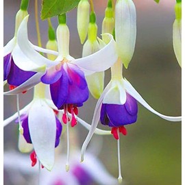 Mixed 100 Seeds Fuchsia Flower Seeds Perennial Home Bonsai