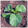 Everwilde Farms - 1000 Vates Collard Seeds - Gold Vault
