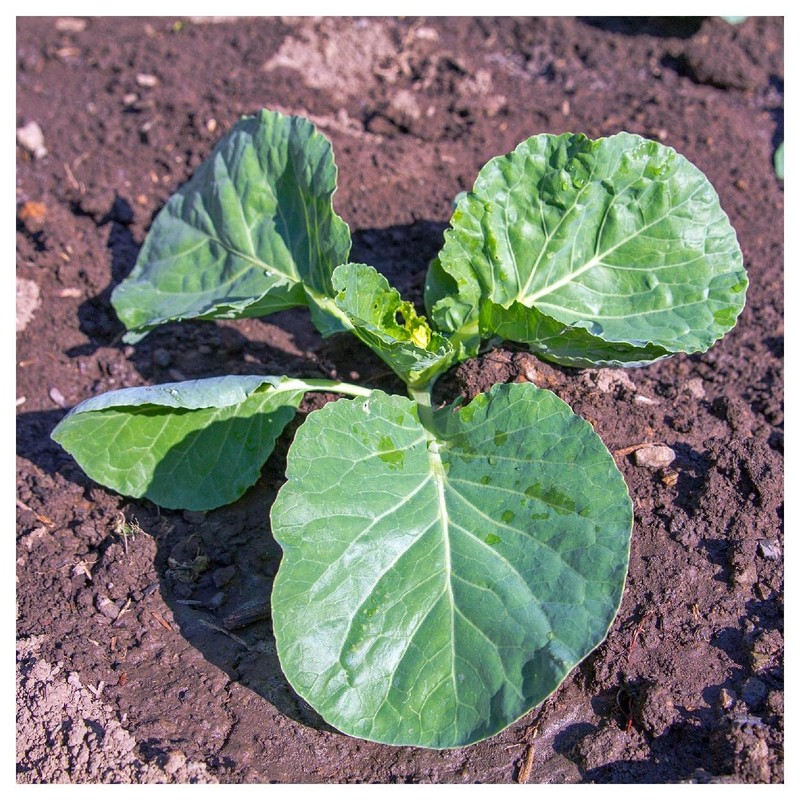Everwilde Farms - 1000 Vates Collard Seeds - Gold Vault