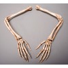 Skeletons And More Skeleton Arms- Life-Size- Pair- 2nd Class- Aged