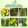 Outsidepride Sunrise Yellow Thunbergia Black Eyed Susan Seeds - 200