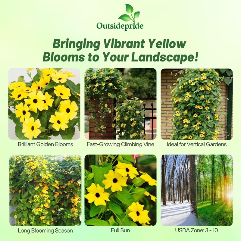 Outsidepride Sunrise Yellow Thunbergia Black Eyed Susan Seeds - 200