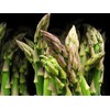 Bulk Organic Mary Washington Asparagus Seeds (1/4 Lb)