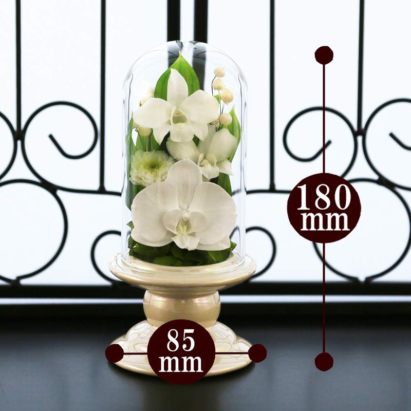 Art Four Seasons Buddha Flower (White) Mini Phalaenopsis Mini Glass