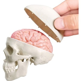Latest Human Miniature Skull Model, 3-Piece with 2-Piece Human Brain, Half-Life Skull with Brain, Human Head with Brain for Learning, Educational Display