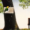 iDMRURvm Budgie Nesting Box Transparent Design Parakeet Nesting Box Bird