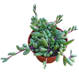 Live Succulent Plants 4" Pot for Home Office Decor (Othonna Capensis Ruby Necklace)