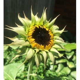 100 Pcs Heirloom Sunflower Seed Mix Color of Pink Purple Red Yellow – Mix of Giant Dwarf Varieties Bonsai - Plant for Office Home Garden Yard Decor