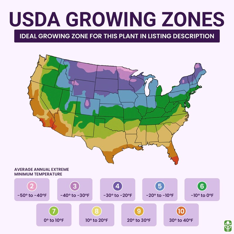 Forget Me Not Seeds - 5000 Flower Seeds - Perennial