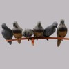 EXCEART Archery Targets Hunting Pigeon Target 3D Animal Dove Shaped